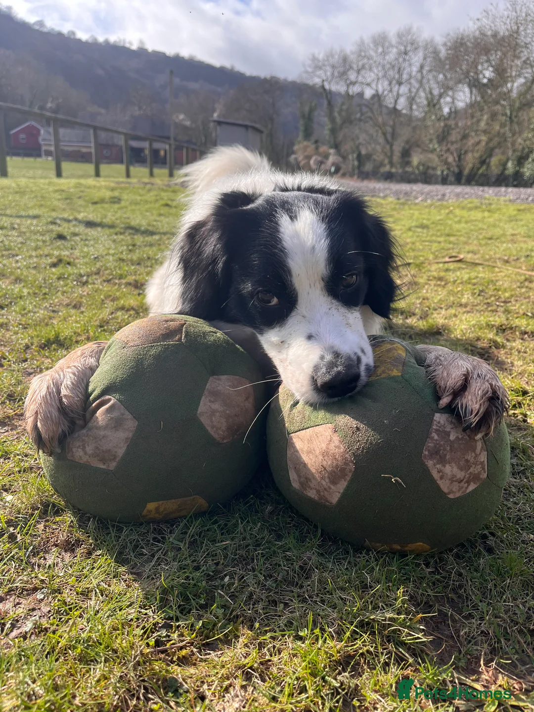 Sprollie dogs for sale: Wilson the Sprollie in Abergavenny - Advert 1