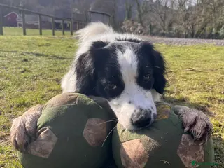 Sprollie dogs Wilson the Sprollie in Abergavenny - Advert 7