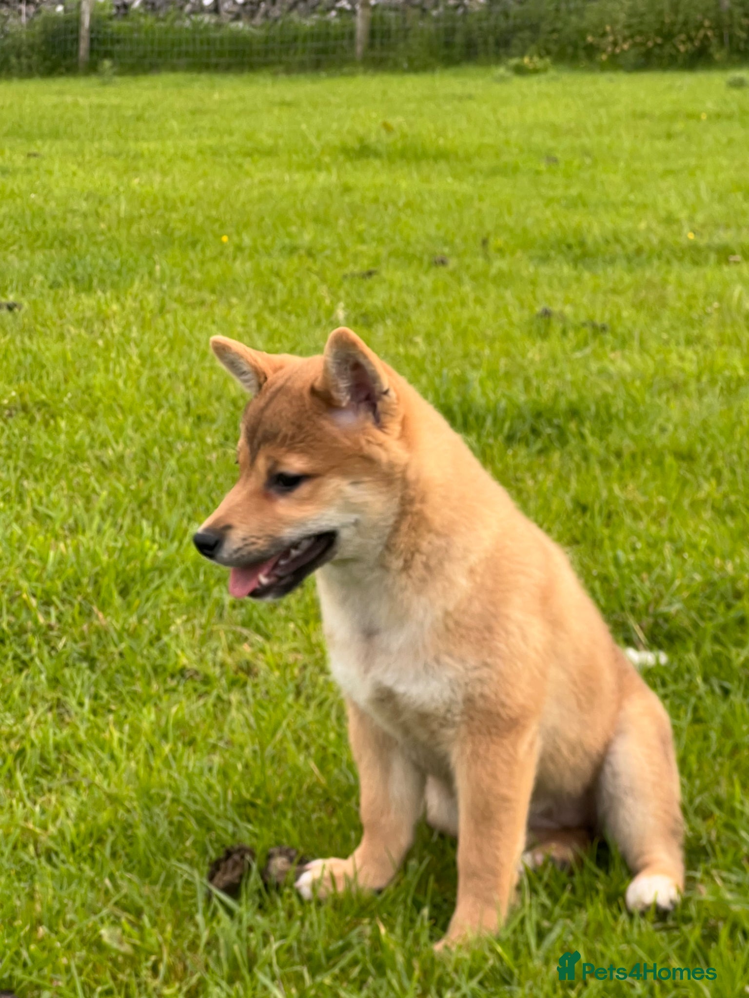 Japanese Shiba Inu dogs REDUCED Pure bred Shiba Inu Puppies - Advert 1