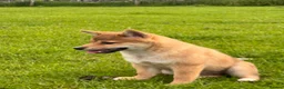 Japanese Shiba Inu dogs for sale: REDUCED Pure bred Shiba Inu Puppies - Advert 2