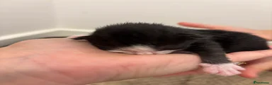 Mixed Breed 5 (panda)