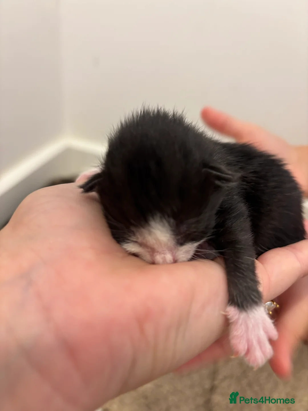 Mixed Breed cats for sale: 5 BEAUTIFUL KITTENS LOOKING FOR THEIR FOREVERHOMES in Worcester - Advert 2