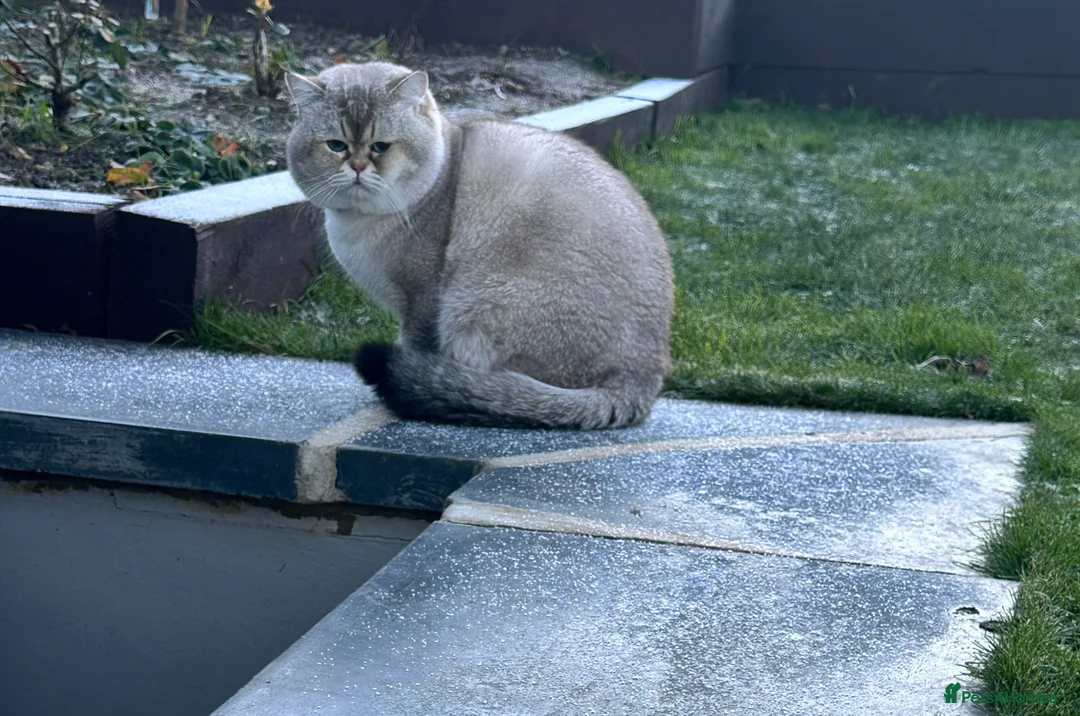 Scottish Fold cats for stud: Lovely Scottish fold( straight )boy ❤️ - Advert 8