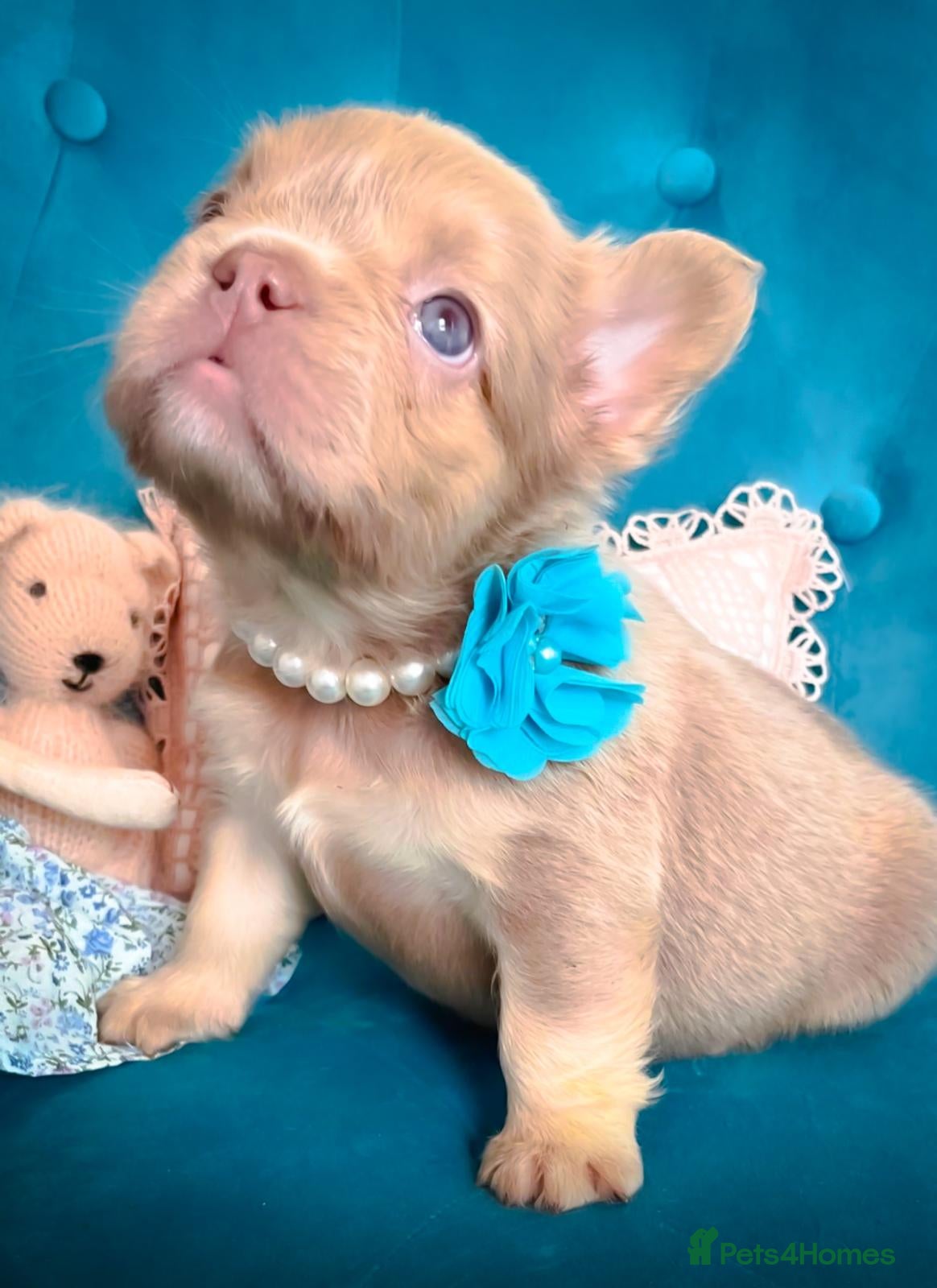 French Bulldog dogs 🧸READY TO GO Fluffy GIRLS&BOYS🧸 - Advert 14