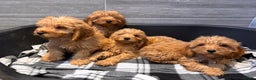 Cockapoo dogs for sale: Beautiful gold Cockapoo puppies - Advert 9