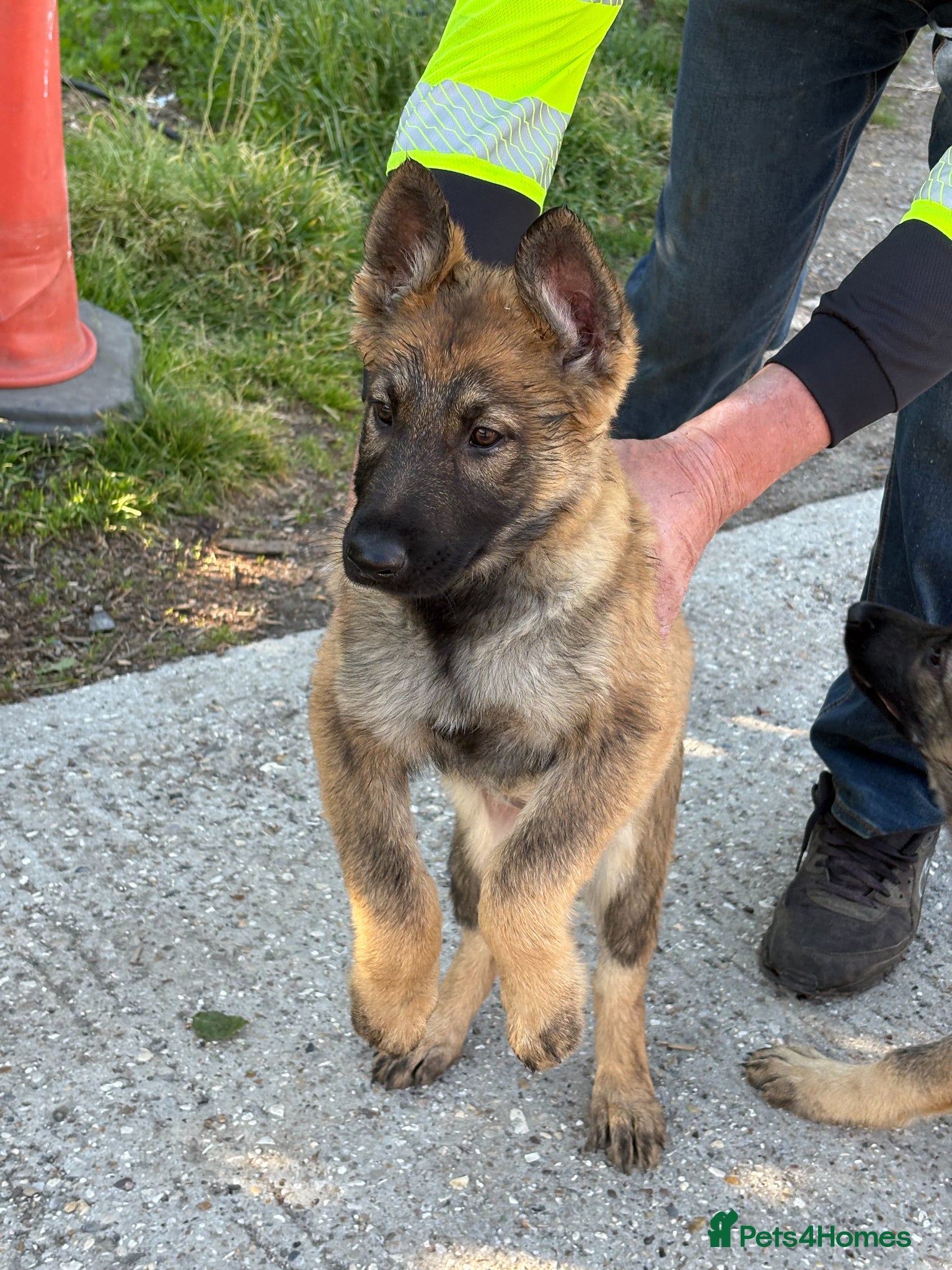 German Shepherd dogs  2 Beautiful Female German Shepherds for Sale  - Advert 7