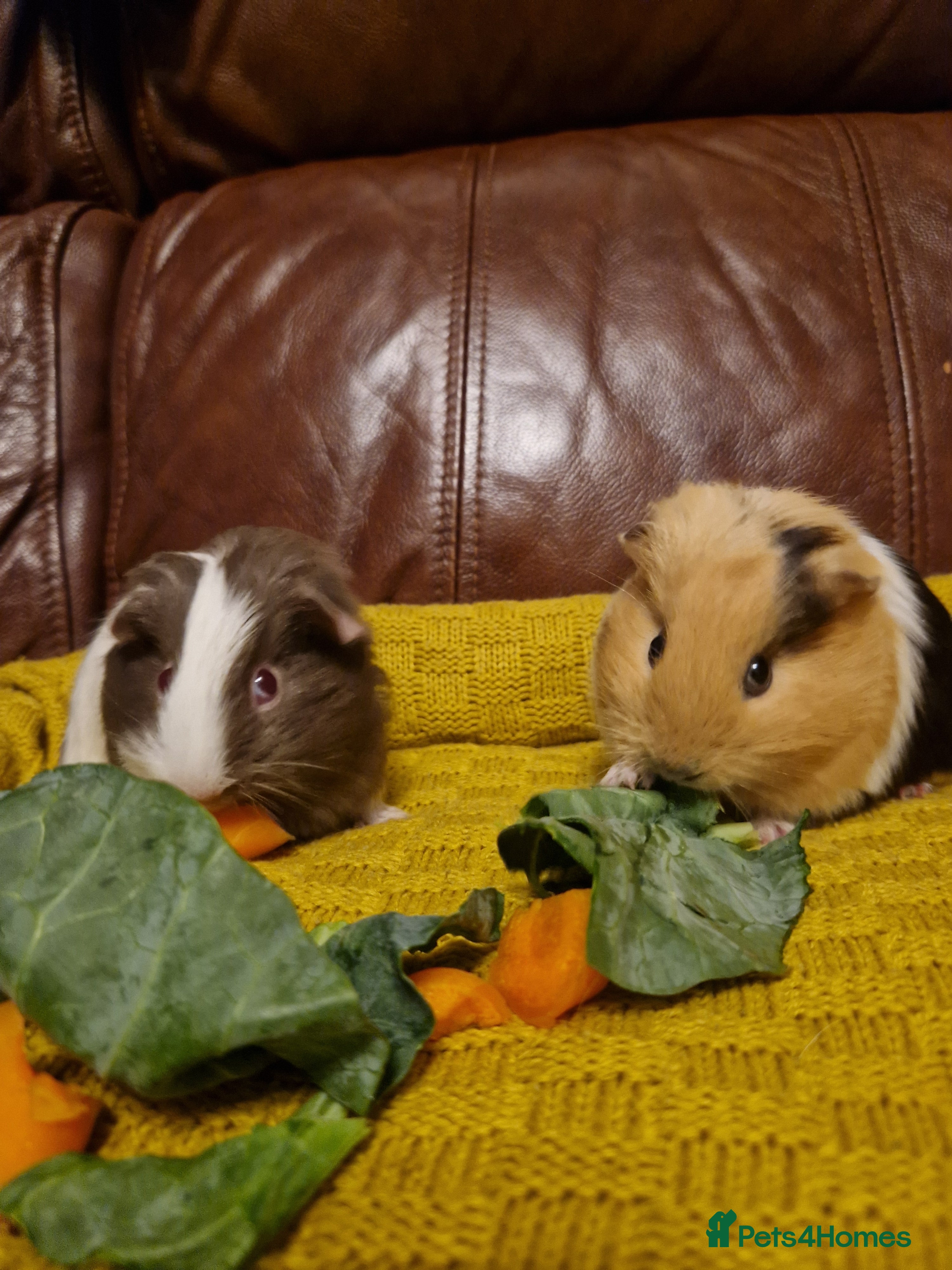 Guinea Pig rodents 💙2 shelte breed💙 / 24nd mar 26 - Advert 16