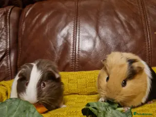 Guinea Pig rodents 💙2 shelte breed💙 / 24nd mar 26 - Advert 16