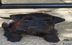 Miniature Schnauzer dogs for sale: Beautiful all Black litter  - Image 6