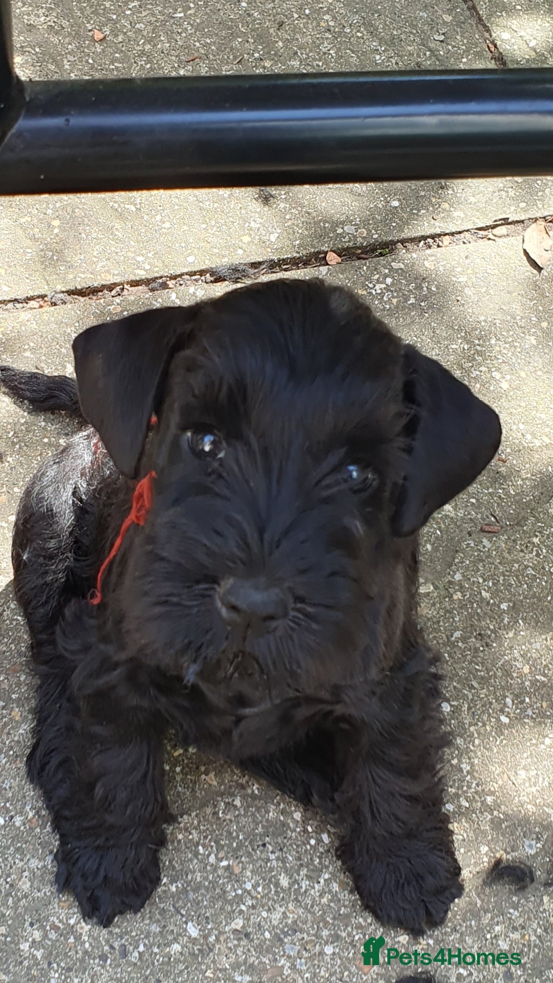 Miniature Schnauzer dogs for sale: Beautiful all Black litter  - Image 6