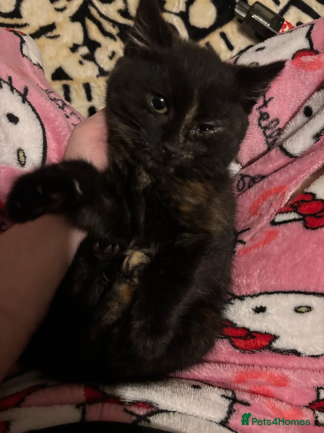 Mixed Breed cats for sale: Playful Loving Kittens Looking For Forever Homes - Advert 7
