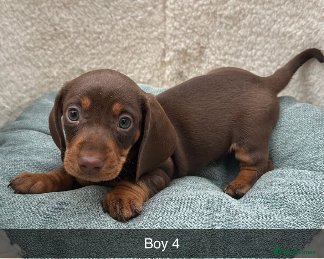 Dachshund dogs for sale: Beautiful Dachshund puppies  - Advert 3