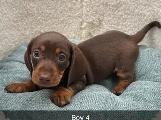 Dachshund dogs Beautiful Dachshund puppies - Advert 3