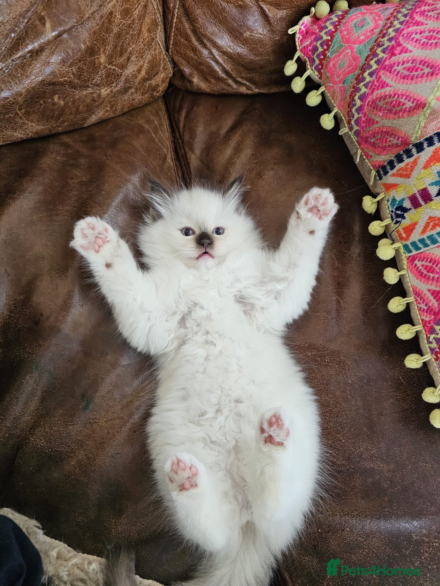 Ragdoll cats TICA registered Ragdoll Kittens - seal/blue point - Advert 1