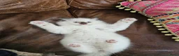 Ragdoll cats for sale: TICA registered Ragdoll Kittens - seal mitted - Advert 2
