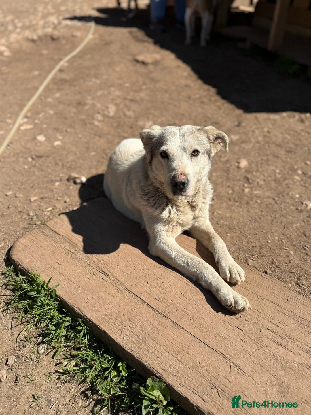 Mixed Breed dogs for adoption: Albut 💙 - Advert 1