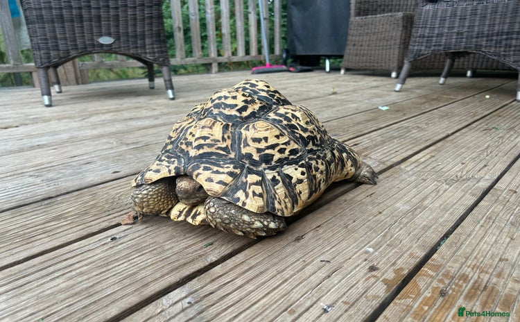 Tortoise reptiles - Advert 3