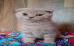 Scottish Fold cats for sale: Gorgeous boys  - Image 6