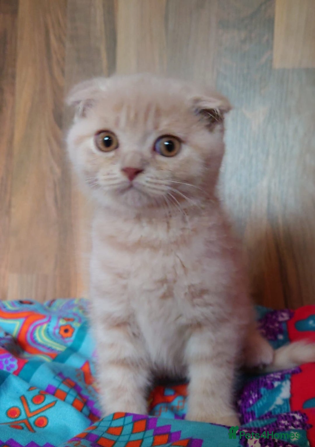 Scottish Fold cats for sale: Gorgeous boys  - Image 6
