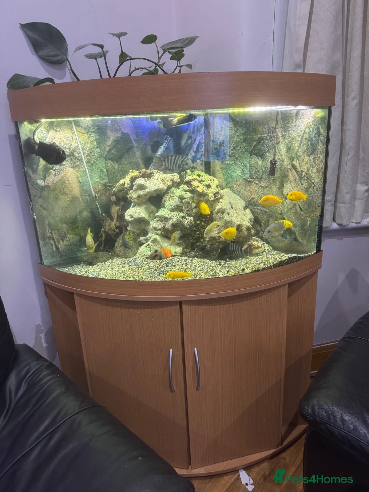 Cichlids fish Corner Aquarium with Fish - Advert 16