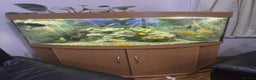Cichlids fish for sale: Corner Aquarium with Fish - Advert 1