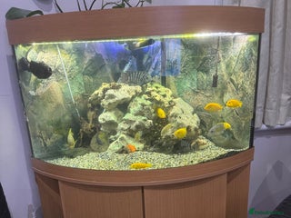 Cichlids fish - Advert 19