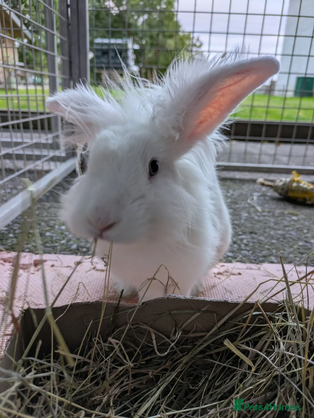 Mixed Breed rabbits for sale: Male mixed breed rabbit  - Advert 2