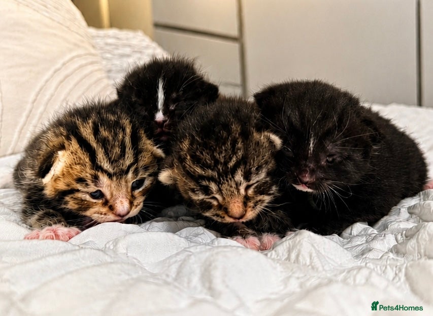 Turkish Angora cats 🐾 Exceptional Turkish Angora x Kittens in Belper - Advert 8