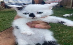 Mixed Breed cats for sale: Rosy looking for a home - Image 2