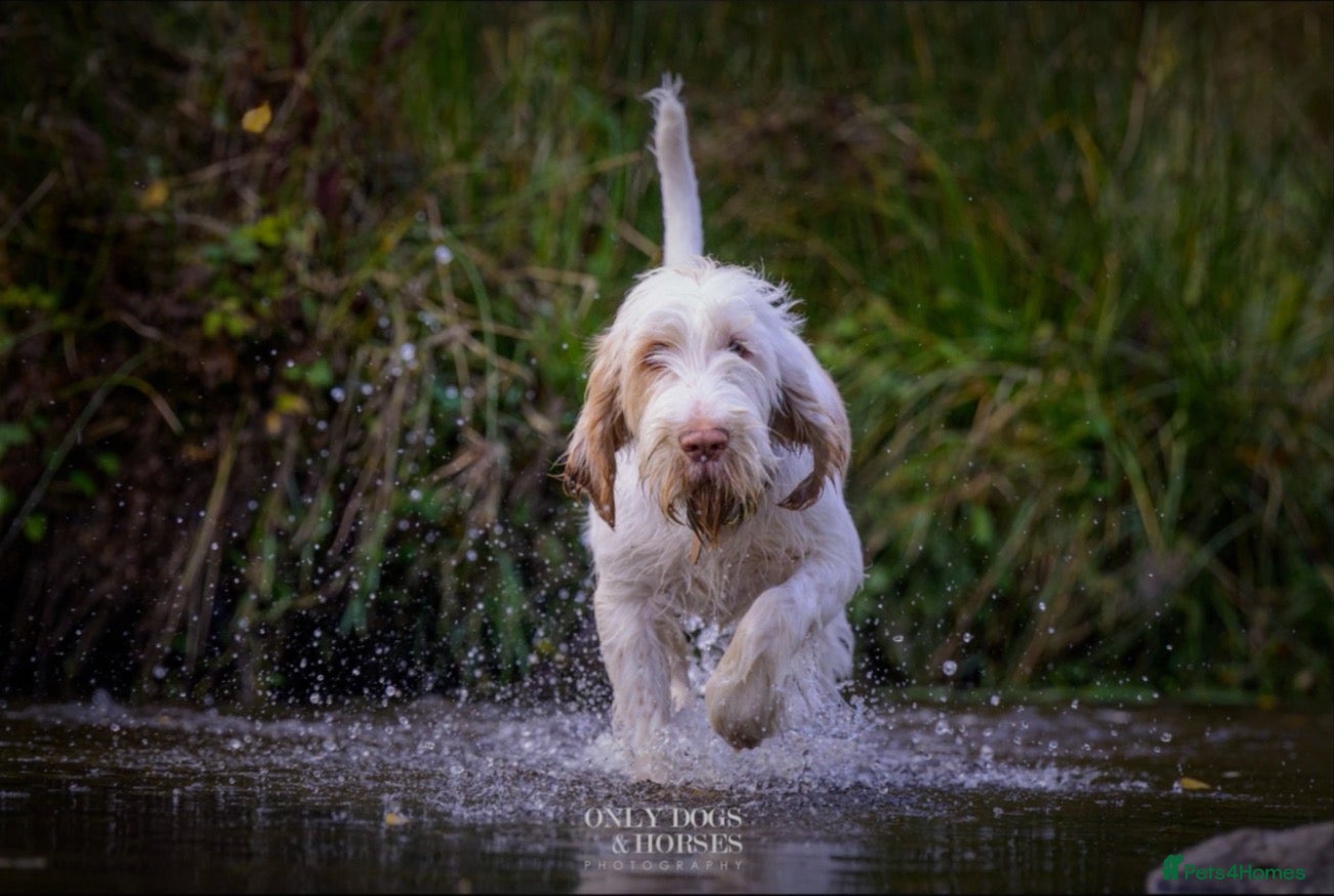 Italian Spinone dogs Beautiful Italian Spinone Puppies - Advert 1