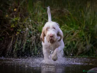 Italian Spinone dogs Beautiful Italian Spinone Puppies - Advert 3