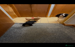 Cavapoo dogs for sale: Cavapoo puppies  - Image 5
