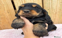 Cocker Spaniel dogs for sale: 1 male left! Top quality 100% show lines  - Image 2