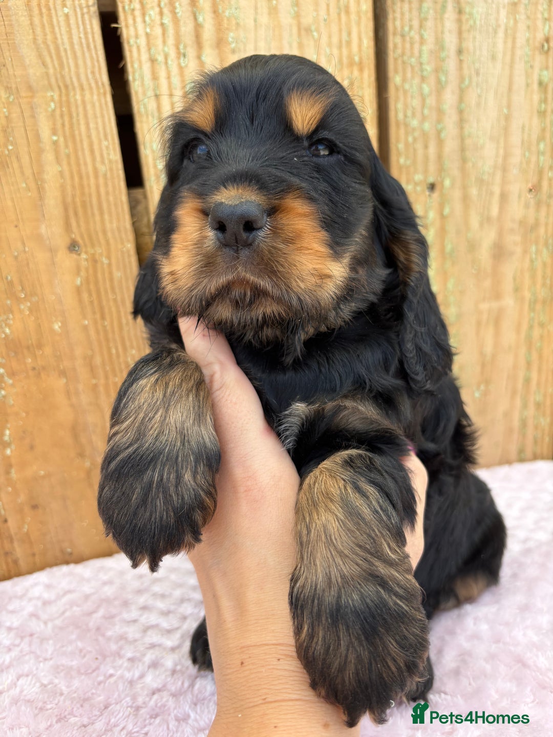 Cocker Spaniel dogs for sale: 1 male left! Top quality 100% show lines  - Image 2