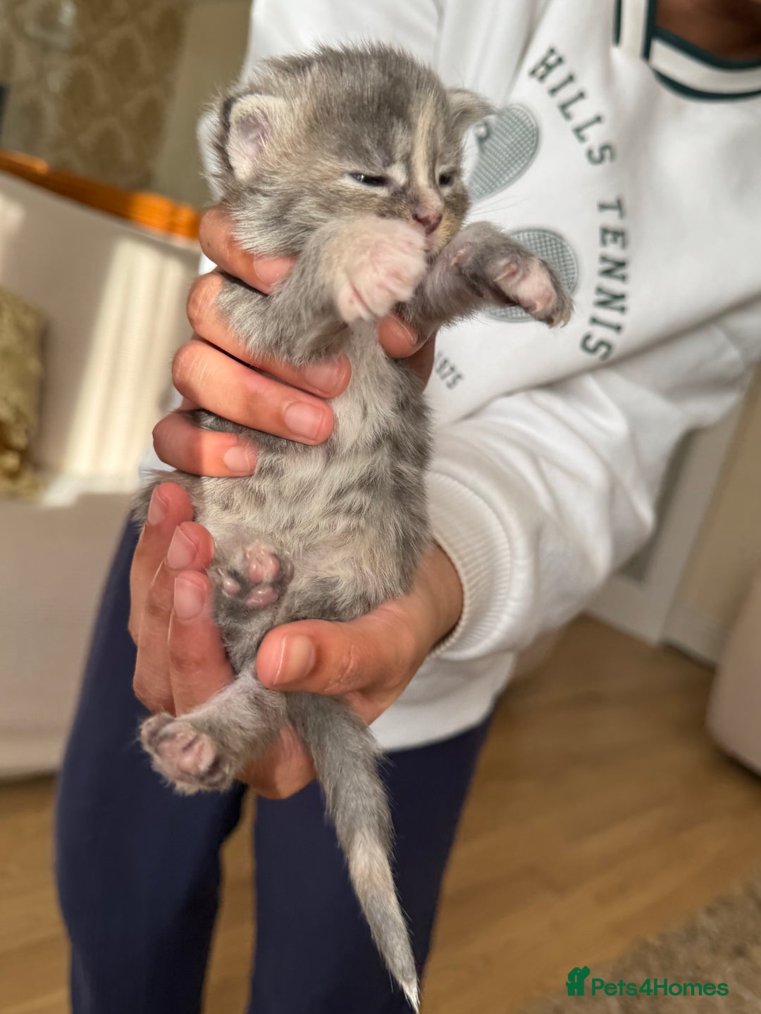 Maine Coon cats for sale: Five gorgeous mainecoon kittens - Advert 9