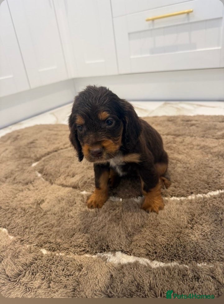 Cocker Spaniel dogs for sale: Cocker spaniel show type puppies  - Advert 4