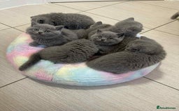 British Shorthair cats for sale: British Shorthair Blue Kittens for  **   - Advert 7