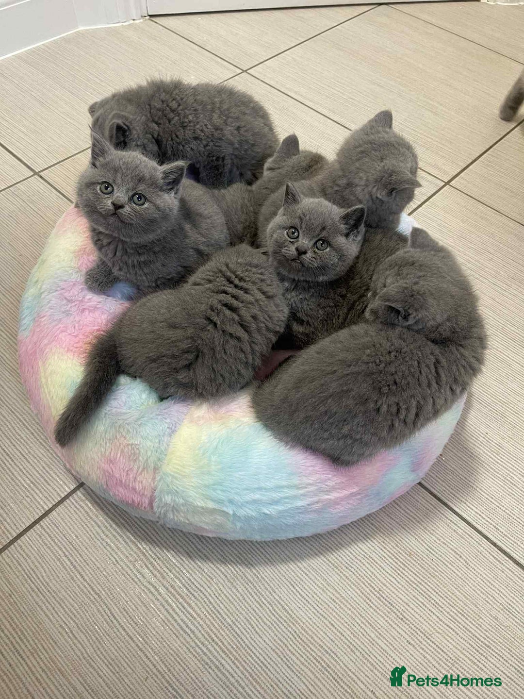 British Shorthair cats for sale: British Shorthair Blue Kittens for  **   - Advert 7