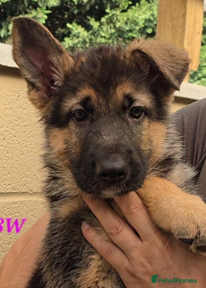 German Shepherd dogs Top Quality GSD (Alsatian) Female Puppy For Sale - Advert 1