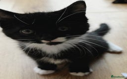 Domestic Shorthair cats for sale: Adorable Kittens for sale - 1 male and 1 female - Image 5