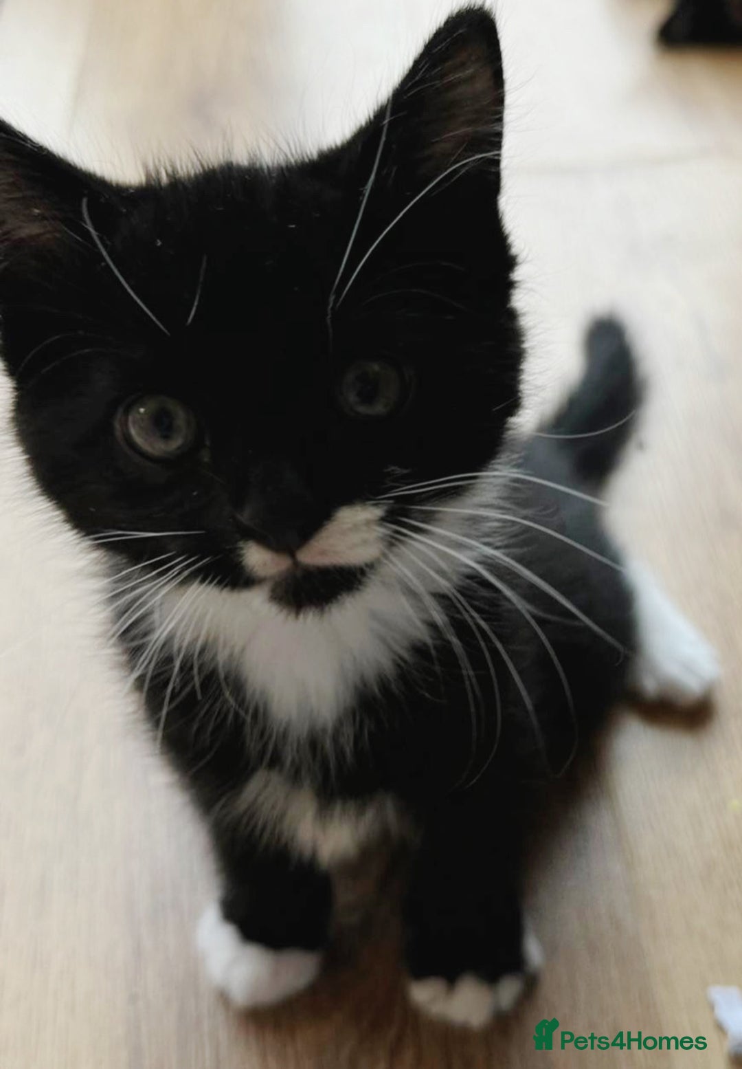 Domestic Shorthair cats for sale: Adorable Kittens for sale - 1 male and 1 female - Image 5