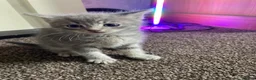 American Shorthair cats for sale: Beautiful Kittens Looking For Forever Home - Advert 5