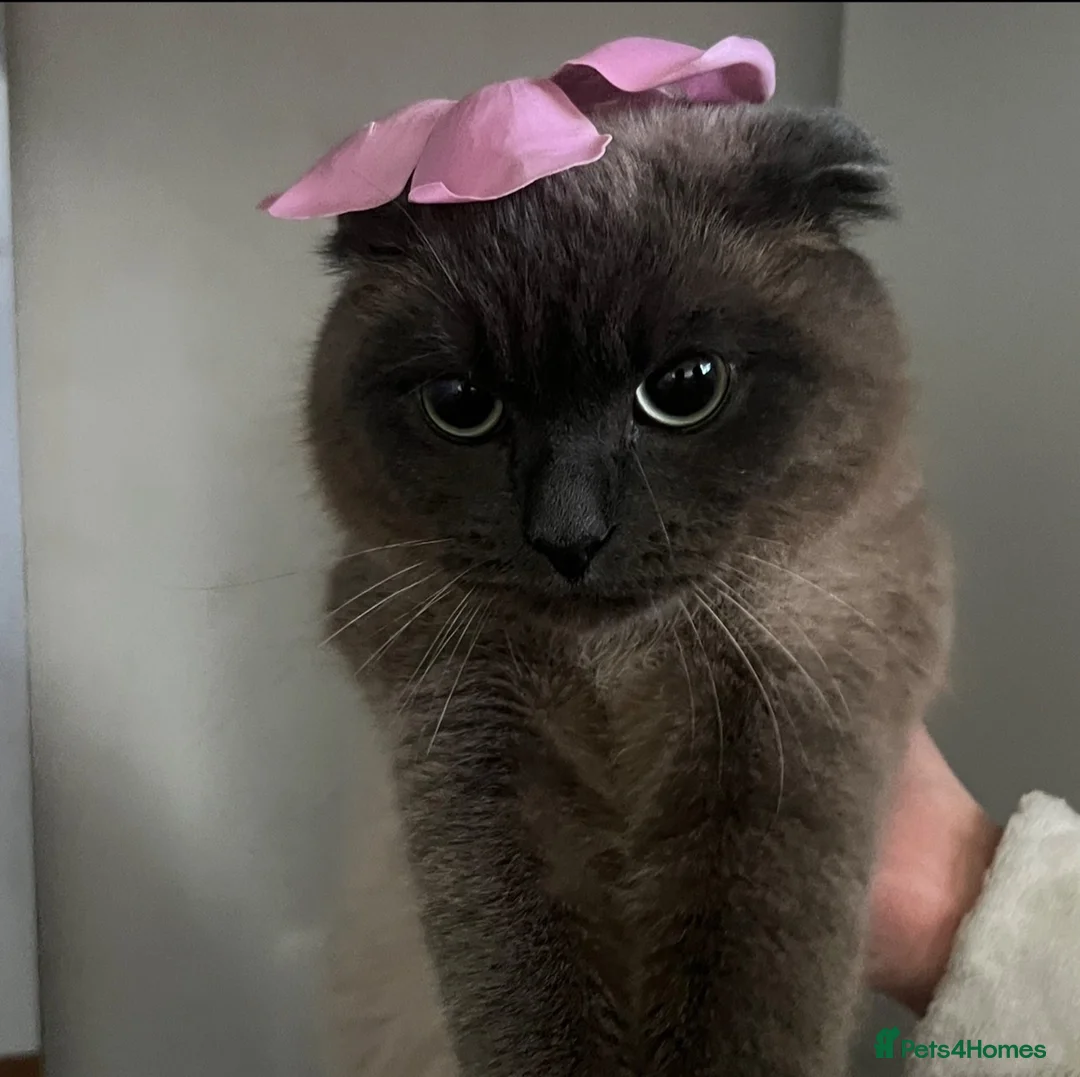Scottish Fold cats for sale: Male scottish fold- URGENT SALE - Advert 2