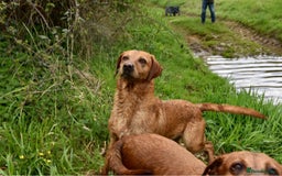 Labrador Retriever dogs for sale: Dark Red and Yellow KC reg DNA Clear Lab Puppies - Image 19
