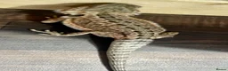 Bearded Dragon reptiles for sale: Juvenile Bearded dragons  - Advert 15