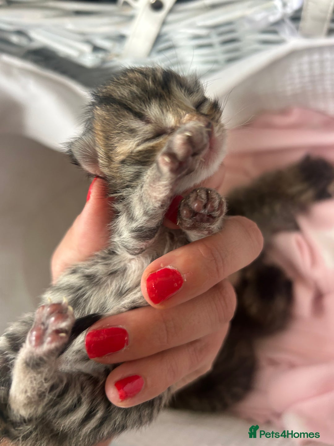 Bengal cats for sale: Manecoon x bengal kittens  - Image 11