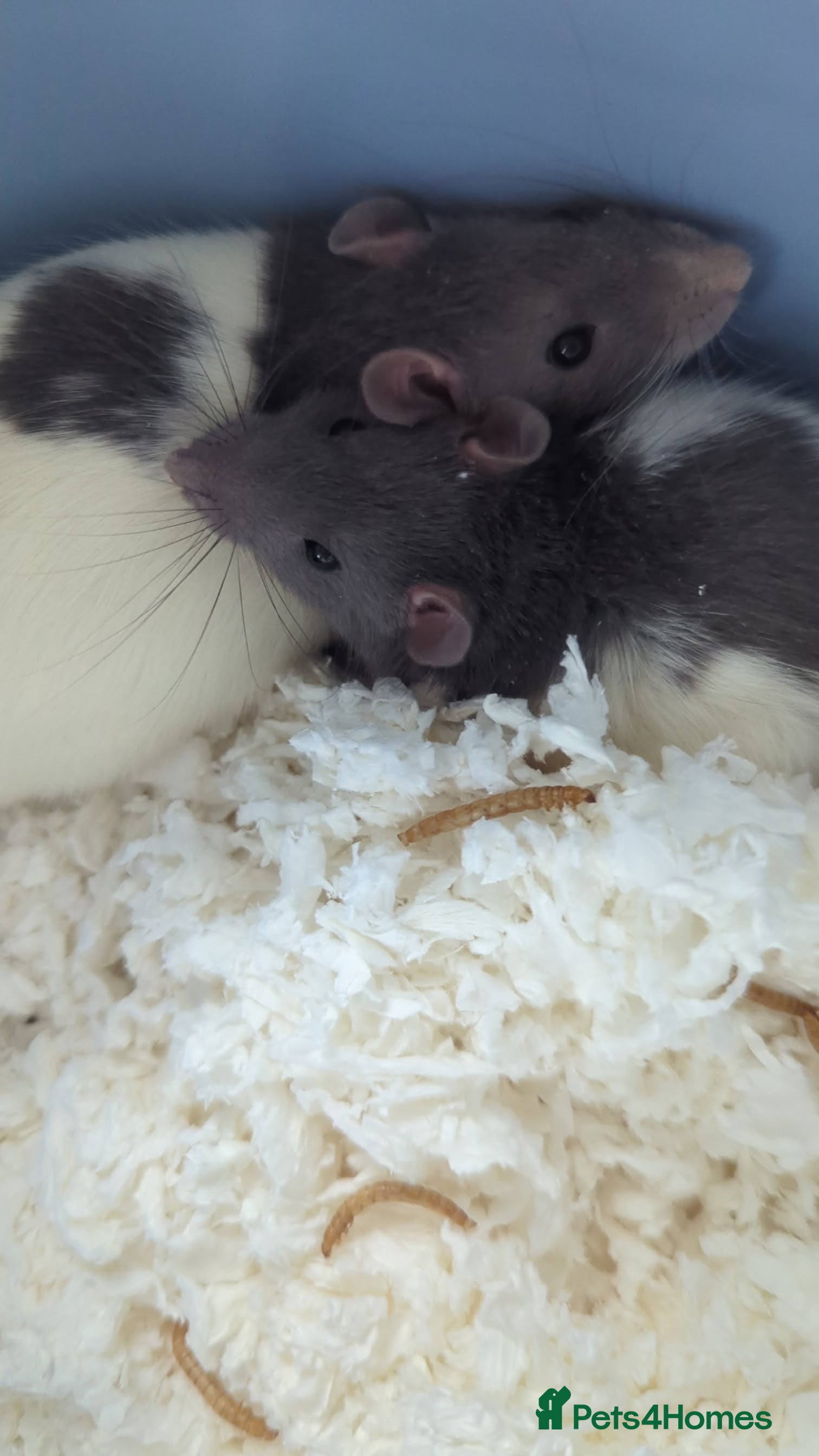 Rat rodents 2 male fancy rats  - Advert 8