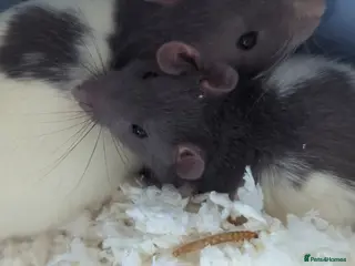 Rat rodents 2 male fancy rats - Advert 8