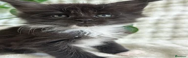 Maine Coon 8