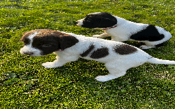Sprocker dogs for sale: Sprocker Puppies - Image 8